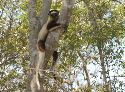 <i class='fa fa-user'></i>&nbsp;honderwa&nbsp;|  Verreauxsifaka&nbsp; <i class='fa fa-eye'>&nbsp;64</i> &nbsp; <i class='fa fa-comment-o'>&nbsp;2</i>