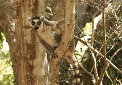 <i class='fa fa-user'></i>&nbsp;honderwa&nbsp;|  Ringstaartmaki&nbsp; <i class='fa fa-eye'>&nbsp;73</i> &nbsp;<i class='fa fa-thumbs-up'>&nbsp;3</i> &nbsp; <i class='fa fa-comment-o'>&nbsp;4</i>