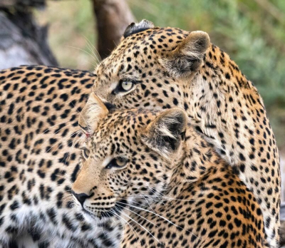 <i class='fa fa-user'></i>&nbsp;JohnSaxofoon&nbsp;|  Luipaard&nbsp; <i class='fa fa-eye'>&nbsp;95</i> &nbsp;<i class='fa fa-thumbs-up'>&nbsp;1</i> &nbsp; <i class='fa fa-comment-o'>&nbsp;5</i>