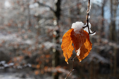 <i class='fa fa-user'></i>&nbsp;Paul Vandebroek&nbsp;|  Smeltende sneeuw&nbsp; <i class='fa fa-eye'>&nbsp;61</i> &nbsp;<i class='fa fa-thumbs-up'>&nbsp;1</i> &nbsp; <i class='fa fa-comment-o'>&nbsp;5</i>