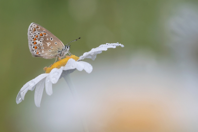 <i class='fa fa-user'></i>&nbsp;Johan van Gurp&nbsp;|  Icarusblauwtje&nbsp; <i class='fa fa-eye'>&nbsp;55</i> &nbsp;<i class='fa fa-thumbs-up'>&nbsp;4</i> &nbsp; <i class='fa fa-comment-o'>&nbsp;4</i>