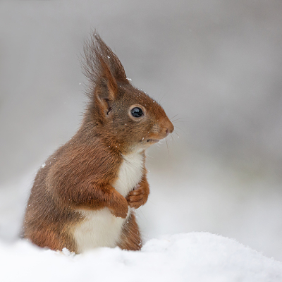 <i class='fa fa-user'></i>&nbsp;Tom&nbsp;|  Eekhoorn&nbsp; <i class='fa fa-eye'>&nbsp;64</i> &nbsp;<i class='fa fa-thumbs-up'>&nbsp;11</i> &nbsp; <i class='fa fa-comment-o'>&nbsp;7</i>