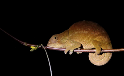 <i class='fa fa-user'></i> honderwa | Calumma crypticum  <i class='fa fa-eye'> 60</i>  <i class='fa fa-thumbs-up'> 3</i>   <i class='fa fa-comment-o'> 5</i>