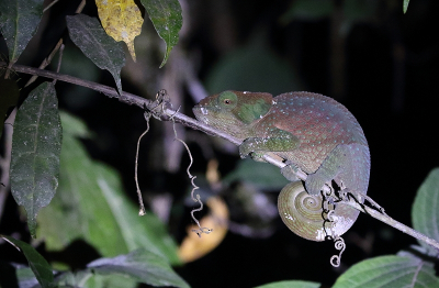 <i class='fa fa-user'></i> honderwa | Calumma crypticum  <i class='fa fa-eye'> 60</i>   <i class='fa fa-comment-o'> 1</i>