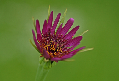 <i class='fa fa-user'></i>&nbsp;Cor&nbsp;|  Paarse Morgenster&nbsp; <i class='fa fa-eye'>&nbsp;74</i> &nbsp;<i class='fa fa-thumbs-up'>&nbsp;8</i> &nbsp; <i class='fa fa-comment-o'>&nbsp;9</i>