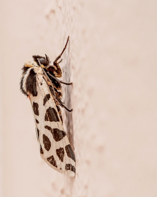 <i class='fa fa-user'></i>&nbsp;Johan van Gurp&nbsp;|  Cymbalophora pudica&nbsp; <i class='fa fa-eye'>&nbsp;75</i> &nbsp;<i class='fa fa-thumbs-up'>&nbsp;3</i> &nbsp; <i class='fa fa-comment-o'>&nbsp;3</i>