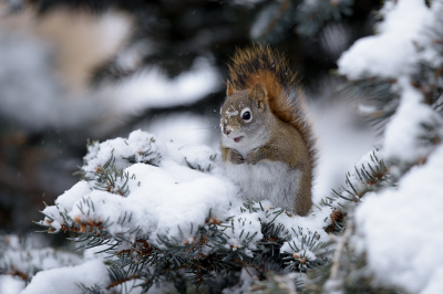 <i class='fa fa-user'></i>&nbsp;Jan Luit&nbsp;|  Amerikaanse Rode Eekhoorn&nbsp; <i class='fa fa-eye'>&nbsp;84</i> &nbsp;<i class='fa fa-thumbs-up'>&nbsp;1</i> &nbsp; <i class='fa fa-comment-o'>&nbsp;4</i>