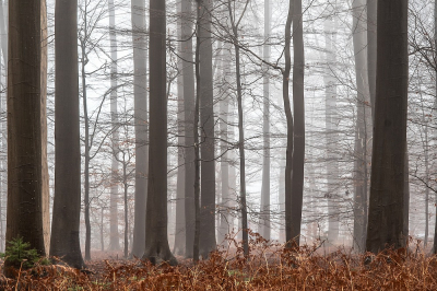 <i class='fa fa-user'></i>&nbsp;Johan van Gurp&nbsp;|  Mistig bos&nbsp; <i class='fa fa-eye'>&nbsp;76</i> &nbsp;<i class='fa fa-thumbs-up'>&nbsp;1</i> &nbsp; <i class='fa fa-comment-o'>&nbsp;4</i>