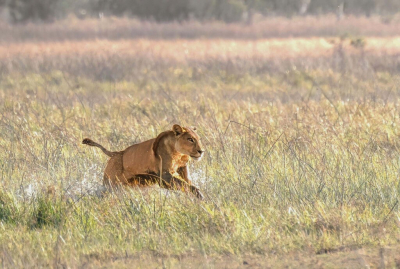 <i class='fa fa-user'></i>&nbsp;JohnSaxofoon&nbsp;|  Leeuw&nbsp; <i class='fa fa-eye'>&nbsp;85</i> &nbsp;<i class='fa fa-thumbs-up'>&nbsp;1</i> &nbsp; <i class='fa fa-comment-o'>&nbsp;4</i>