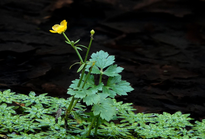 <i class='fa fa-user'></i>&nbsp;nelappelmelk&nbsp;|  Kruipende Boterbloem&nbsp; <i class='fa fa-eye'>&nbsp;67</i> &nbsp; <i class='fa fa-comment-o'>&nbsp;8</i>