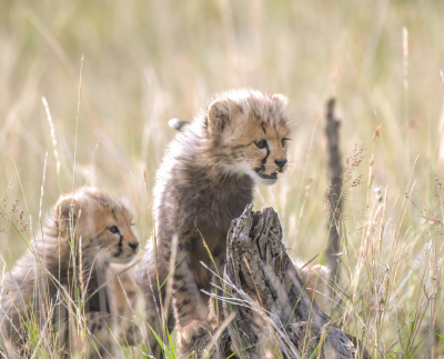 <i class='fa fa-user'></i>&nbsp;JohnSaxofoon&nbsp;|  Jachtluipaard&nbsp; <i class='fa fa-eye'>&nbsp;75</i> &nbsp;<i class='fa fa-thumbs-up'>&nbsp;4</i> &nbsp; <i class='fa fa-comment-o'>&nbsp;5</i>