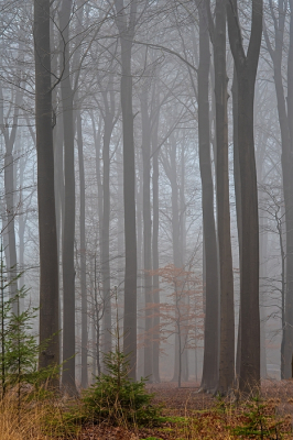 <i class='fa fa-user'></i>&nbsp;Johan van Gurp&nbsp;|  Mistig bos&nbsp; <i class='fa fa-eye'>&nbsp;48</i> &nbsp; <i class='fa fa-comment-o'>&nbsp;1</i>