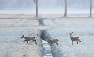 <i class='fa fa-user'></i>&nbsp;Eric Gibcus&nbsp;|  Ree&nbsp; <i class='fa fa-eye'>&nbsp;79</i> &nbsp;<i class='fa fa-thumbs-up'>&nbsp;6</i> &nbsp; <i class='fa fa-comment-o'>&nbsp;6</i>