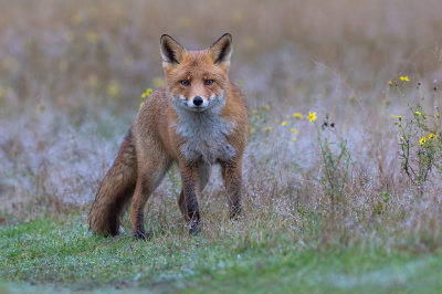 Deze week nog las ik het tijdschrift van Natuurpunt dat de weidevogels kelderen door de toename van de vossen, vooral de Grutto's zouden er enorm onder lijden.
Jammer, ze zijn zo mooi !