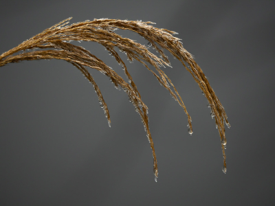 <i class='fa fa-user'></i>&nbsp;Truus Aletta Maan&nbsp;|  IJsdruppeltjes&nbsp; <i class='fa fa-eye'>&nbsp;51</i> &nbsp; <i class='fa fa-comment-o'>&nbsp;2</i>