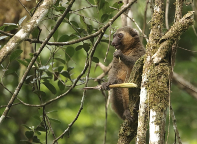 <i class='fa fa-user'></i>&nbsp;honderwa&nbsp;|  Gouden Bamboemaki&nbsp; <i class='fa fa-eye'>&nbsp;48</i> &nbsp; <i class='fa fa-comment-o'>&nbsp;0</i>