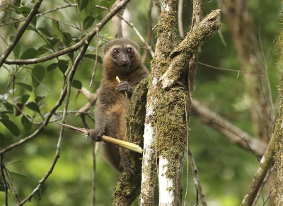 <i class='fa fa-user'></i>&nbsp;honderwa&nbsp;|  Gouden Bamboemaki&nbsp; <i class='fa fa-eye'>&nbsp;61</i> &nbsp; <i class='fa fa-comment-o'>&nbsp;0</i>