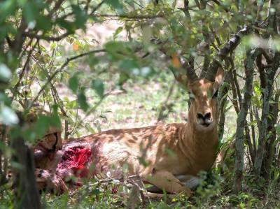 <i class='fa fa-user'></i>&nbsp;JohnSaxofoon&nbsp;|  Jachtluipaard&nbsp; <i class='fa fa-eye'>&nbsp;114</i> &nbsp; <i class='fa fa-comment-o'>&nbsp;2</i>