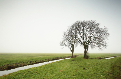 <i class='fa fa-user'></i>&nbsp;Pieter  LJ&nbsp;|  Twee boompjes in de mist&nbsp; <i class='fa fa-eye'>&nbsp;62</i> &nbsp;<i class='fa fa-thumbs-up'>&nbsp;4</i> &nbsp; <i class='fa fa-comment-o'>&nbsp;4</i>
