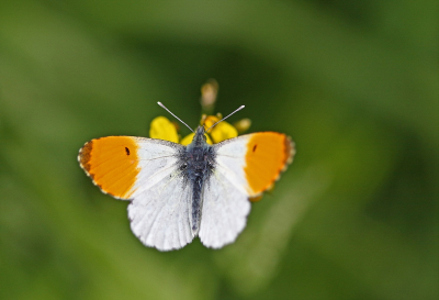 <i class='fa fa-user'></i>&nbsp;Cor&nbsp;|  Oranjetipje&nbsp; <i class='fa fa-eye'>&nbsp;80</i> &nbsp; <i class='fa fa-comment-o'>&nbsp;5</i>