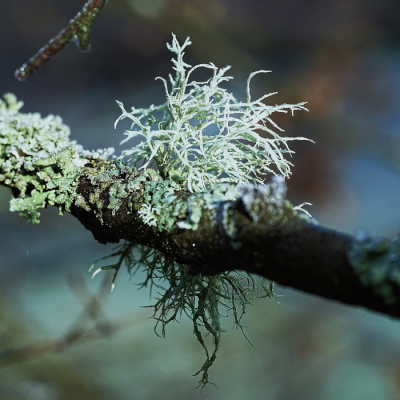 <i class='fa fa-user'></i>&nbsp;hesterb&nbsp;|  Melig Takmos&nbsp; <i class='fa fa-eye'>&nbsp;63</i> &nbsp; <i class='fa fa-comment-o'>&nbsp;3</i>