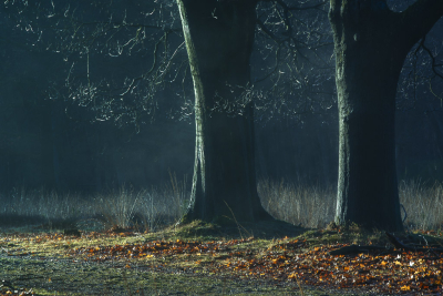 <i class='fa fa-user'></i>&nbsp;ErnovanDoorn&nbsp;|  Beuk&nbsp; <i class='fa fa-eye'>&nbsp;78</i> &nbsp;<i class='fa fa-thumbs-up'>&nbsp;3</i> &nbsp; <i class='fa fa-comment-o'>&nbsp;8</i>