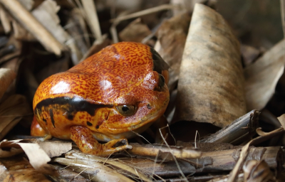 <i class='fa fa-user'></i> honderwa | Dyscophus guineti  <i class='fa fa-eye'> 66</i>  <i class='fa fa-thumbs-up'> 2</i>   <i class='fa fa-comment-o'> 4</i>