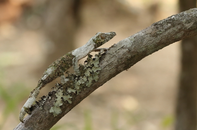 <i class='fa fa-user'></i> honderwa | Uroplatus sikorae  <i class='fa fa-eye'> 78</i>  <i class='fa fa-thumbs-up'> 1</i>   <i class='fa fa-comment-o'> 5</i>