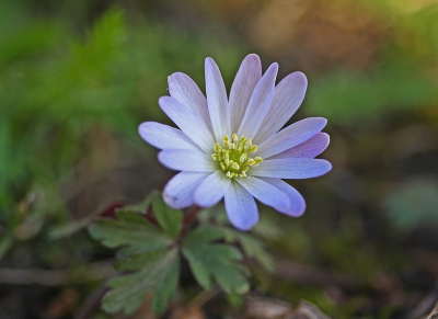 <i class='fa fa-user'></i>&nbsp;Cor&nbsp;|  Witte Anemoon&nbsp; <i class='fa fa-eye'>&nbsp;63</i> &nbsp;<i class='fa fa-thumbs-up'>&nbsp;1</i> &nbsp; <i class='fa fa-comment-o'>&nbsp;7</i>