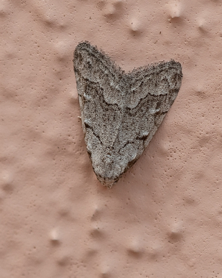 <i class='fa fa-user'></i>&nbsp;Johan van Gurp&nbsp;|  Nola thymula&nbsp; <i class='fa fa-eye'>&nbsp;56</i> &nbsp; <i class='fa fa-comment-o'>&nbsp;1</i>