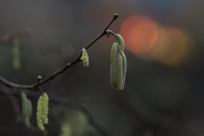 <i class='fa fa-user'></i>&nbsp;Willem Verhagen&nbsp;|  Hazelaar&nbsp; <i class='fa fa-eye'>&nbsp;64</i> &nbsp; <i class='fa fa-comment-o'>&nbsp;4</i>