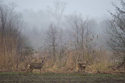 <i class='fa fa-user'></i>&nbsp;robert-jan&nbsp;|  Ree&nbsp; <i class='fa fa-eye'>&nbsp;84</i> &nbsp; <i class='fa fa-comment-o'>&nbsp;1</i>