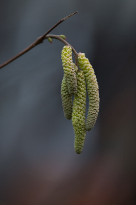 <i class='fa fa-user'></i>&nbsp;Willem Verhagen&nbsp;|  Hazelaar&nbsp; <i class='fa fa-eye'>&nbsp;63</i> &nbsp;<i class='fa fa-thumbs-up'>&nbsp;1</i> &nbsp; <i class='fa fa-comment-o'>&nbsp;6</i>