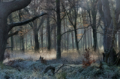 <i class='fa fa-user'></i>&nbsp;boerke&nbsp;|  Winterlicht&nbsp; <i class='fa fa-eye'>&nbsp;117</i> &nbsp;<i class='fa fa-thumbs-up'>&nbsp;6</i> &nbsp; <i class='fa fa-comment-o'>&nbsp;10</i>