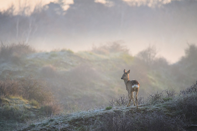 Capreolus capreolus / Ree / Roe Deer Capreolus capreolus / Ree / Roe Deer