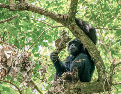 <i class='fa fa-user'></i>&nbsp;JohnSaxofoon&nbsp;|  Chimpansee&nbsp; <i class='fa fa-eye'>&nbsp;58</i> &nbsp; <i class='fa fa-comment-o'>&nbsp;2</i>