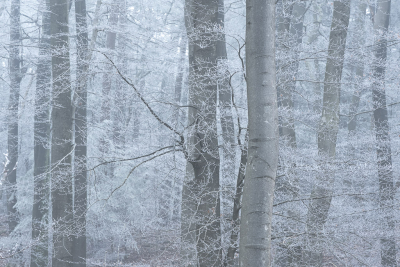 <i class='fa fa-user'></i>&nbsp;ErnovanDoorn&nbsp;|  Bevroren Beuk&nbsp; <i class='fa fa-eye'>&nbsp;81</i> &nbsp;<i class='fa fa-thumbs-up'>&nbsp;2</i> &nbsp; <i class='fa fa-comment-o'>&nbsp;9</i>