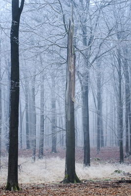<i class='fa fa-user'></i> ErnovanDoorn | Gebroken Beuk in Winters landschap  <i class='fa fa-eye'> 41</i>   <i class='fa fa-comment-o'> 5</i>