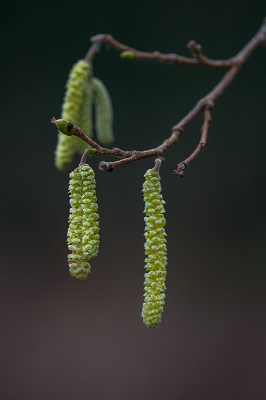 <i class='fa fa-user'></i>&nbsp;Willem Verhagen&nbsp;|  Hazelaar&nbsp; <i class='fa fa-eye'>&nbsp;57</i> &nbsp;<i class='fa fa-thumbs-up'>&nbsp;3</i> &nbsp; <i class='fa fa-comment-o'>&nbsp;2</i>