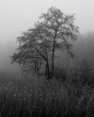 <i class='fa fa-user'></i>&nbsp;Tineke Strijbosch&nbsp;|  Boom in de mist&nbsp; <i class='fa fa-eye'>&nbsp;66</i> &nbsp;<i class='fa fa-thumbs-up'>&nbsp;2</i> &nbsp; <i class='fa fa-comment-o'>&nbsp;8</i>