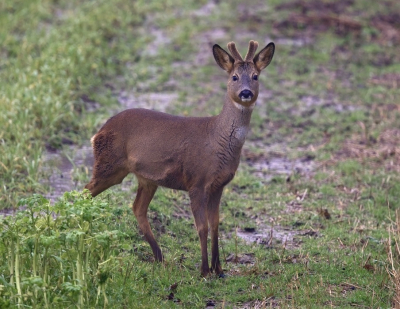 <i class='fa fa-user'></i>&nbsp;jeb&nbsp;|  Ree&nbsp; <i class='fa fa-eye'>&nbsp;77</i> &nbsp;<i class='fa fa-thumbs-up'>&nbsp;1</i> &nbsp; <i class='fa fa-comment-o'>&nbsp;6</i>