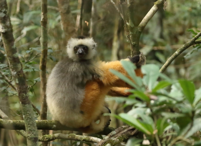 <i class='fa fa-user'></i>&nbsp;honderwa&nbsp;|  Diadeemsifaka&nbsp; <i class='fa fa-eye'>&nbsp;59</i> &nbsp; <i class='fa fa-comment-o'>&nbsp;1</i>