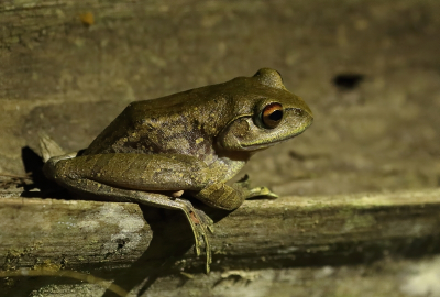 <i class='fa fa-user'></i> honderwa | Boophis goudoti  <i class='fa fa-eye'> 48</i>   <i class='fa fa-comment-o'> 1</i>