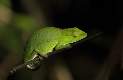 <i class='fa fa-user'></i> honderwa | Calumma gastrotaenia  <i class='fa fa-eye'> 65</i>  <i class='fa fa-thumbs-up'> 5</i>   <i class='fa fa-comment-o'> 3</i>