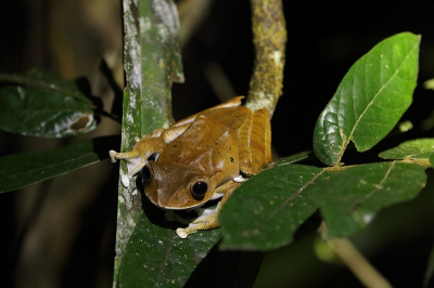 <i class='fa fa-user'></i> honderwa | Mantellidae  <i class='fa fa-eye'> 37</i>   <i class='fa fa-comment-o'> 0</i>