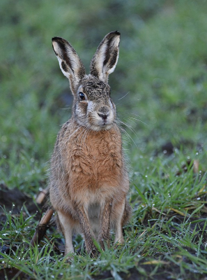 <i class='fa fa-user'></i>&nbsp;robert-jan&nbsp;|  Haas&nbsp; <i class='fa fa-eye'>&nbsp;73</i> &nbsp;<i class='fa fa-thumbs-up'>&nbsp;1</i> &nbsp; <i class='fa fa-comment-o'>&nbsp;1</i>