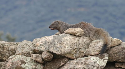 <i class='fa fa-user'></i>&nbsp;Leo Tukker&nbsp;|  Egyptische Mangoest&nbsp; <i class='fa fa-eye'>&nbsp;103</i> &nbsp;<i class='fa fa-thumbs-up'>&nbsp;1</i> &nbsp; <i class='fa fa-comment-o'>&nbsp;5</i>