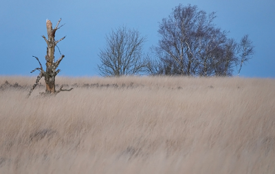 <i class='fa fa-user'></i>&nbsp;nelappelmelk&nbsp;|  Heide op de Veluwe&nbsp; <i class='fa fa-eye'>&nbsp;91</i> &nbsp; <i class='fa fa-comment-o'>&nbsp;4</i>