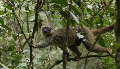 <i class='fa fa-user'></i>&nbsp;honderwa&nbsp;|  Bruine maki&nbsp; <i class='fa fa-eye'>&nbsp;53</i> &nbsp; <i class='fa fa-comment-o'>&nbsp;1</i>