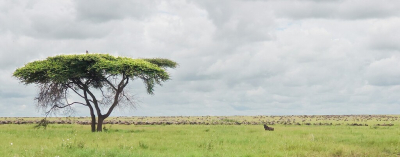 <i class='fa fa-user'></i>&nbsp;JohnSaxofoon&nbsp;|  Blauwe Gnoe&nbsp; <i class='fa fa-eye'>&nbsp;58</i> &nbsp; <i class='fa fa-comment-o'>&nbsp;2</i>